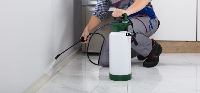 Exterminador de cinches en Delaware